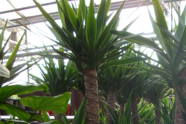 荷兰铁怎么浇水(多久浇一次) 荷兰铁的繁殖方法