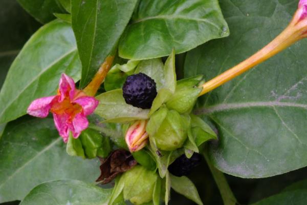 夜来香种子市场价格多少钱一斤 夜来香种子怎么种