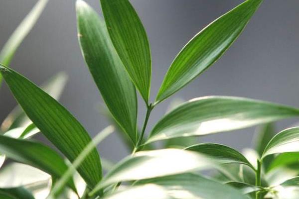 竹柏叶子发黄怎么办 竹柏怎么浇水（多久浇一次）