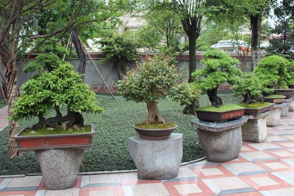 金弹子盆景市场价格多少钱一盆 金弹子的养殖方法