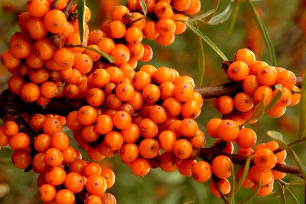 沙棘种子市场价格多少钱一斤  沙棘种子怎么种