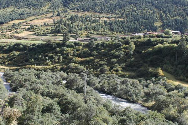 沙棘种子市场价格多少钱一斤 沙棘种子怎么种