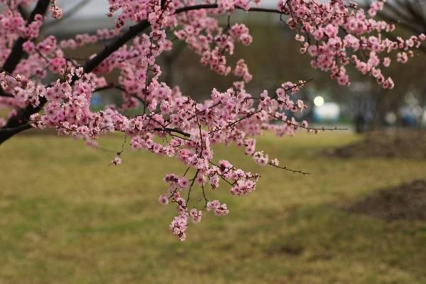 美人梅图片大全 美人梅花语及寓意