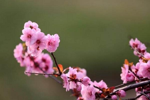 美人梅图片大全 美人梅花语及寓意