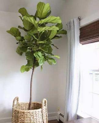 琴叶榕叶子锈斑怎么治(原因及用药方法) 琴叶榕疫腐病防治方法