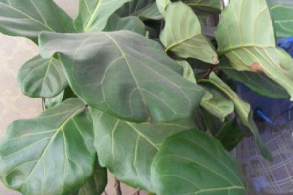 琴叶榕叶子锈斑怎么治(原因及用药方法) 琴叶榕疫腐病防治方法