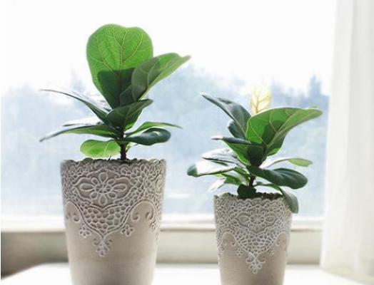 琴叶榕叶子锈斑怎么治(原因及用药方法) 琴叶榕疫腐病防治方法