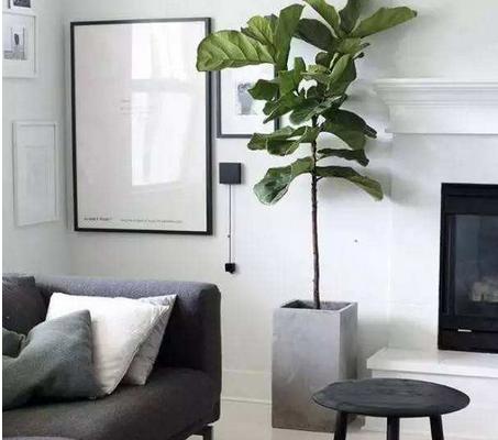 琴叶榕叶子锈斑怎么治(原因及用药方法) 琴叶榕疫腐病防治方法