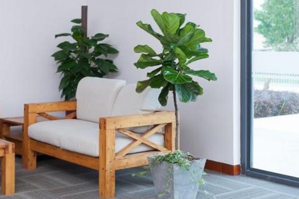 琴叶榕怎么浇水（多久浇一次） 琴叶榕怎么施肥