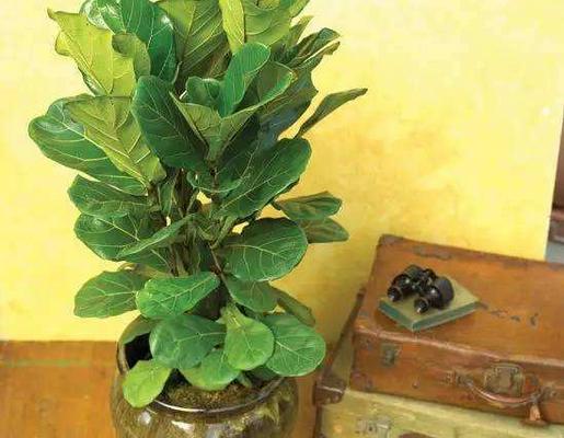 琴叶榕怎么浇水(多久浇一次) 琴叶榕怎么施肥