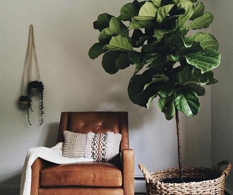 琴叶榕怎么浇水(多久浇一次) 琴叶榕怎么施肥