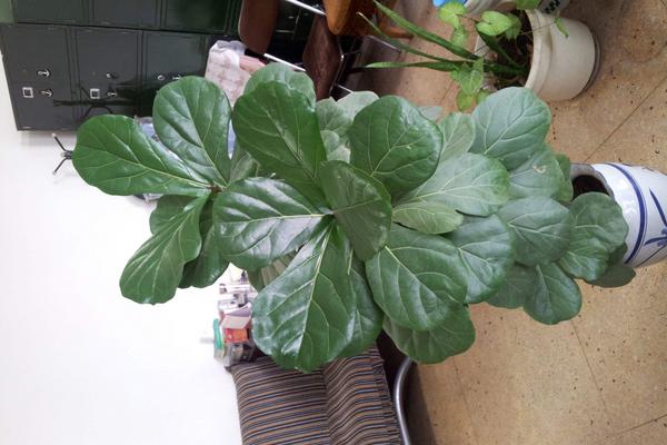 琴叶榕怎么浇水(多久浇一次) 琴叶榕怎么施肥