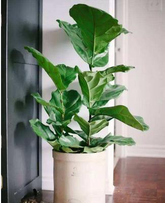 琴叶榕怎么浇水(多久浇一次) 琴叶榕怎么施肥