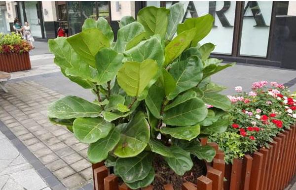 琴叶榕怎么浇水(多久浇一次) 琴叶榕怎么施肥