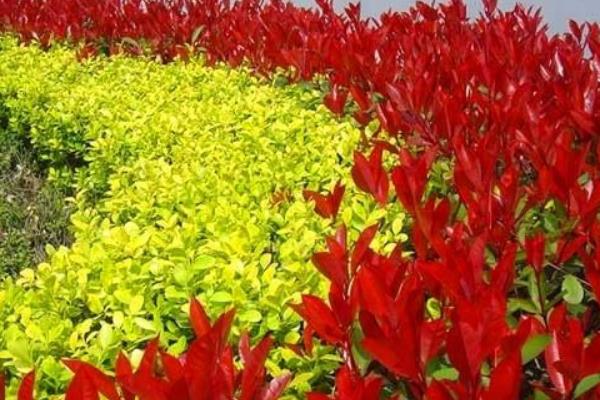 红叶石楠怎么种 红叶石楠种植方法与注意事项