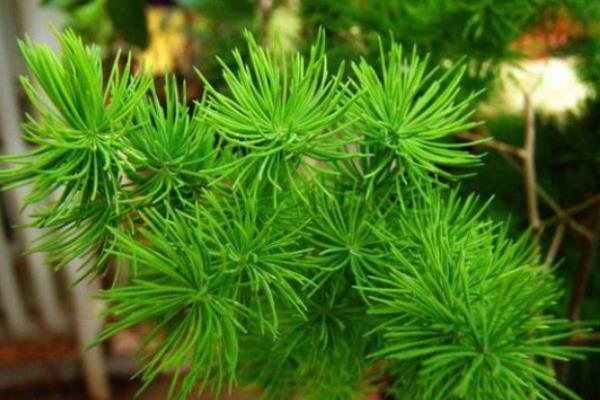 蓬莱松叶子发黄怎么办 蓬莱松怎么浇水(多久浇一次)