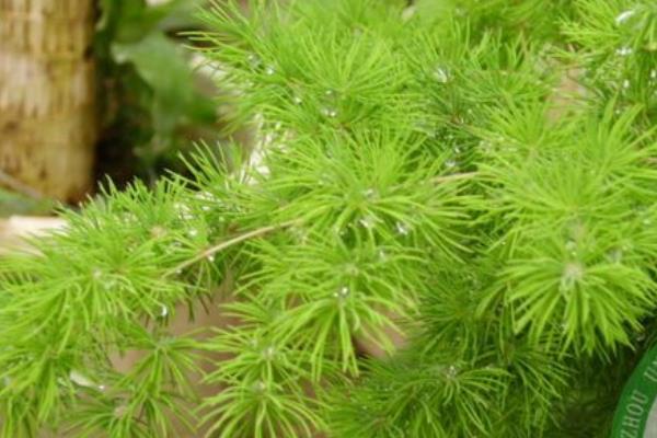 蓬莱松叶子发黄怎么办 蓬莱松怎么浇水(多久浇一次)