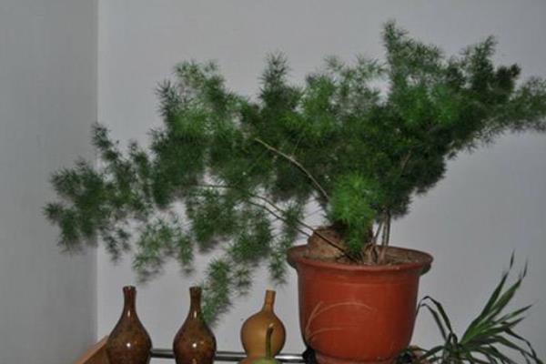 蓬莱松叶子发黄怎么办 蓬莱松怎么浇水(多久浇一次)