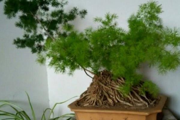 蓬莱松叶子发黄怎么办 蓬莱松怎么浇水(多久浇一次)