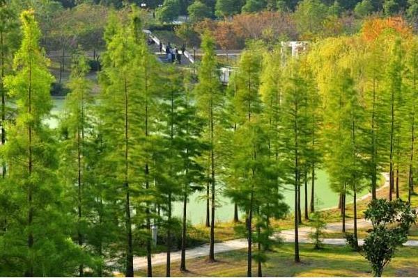 水杉树市场价格多少钱一棵(5公分、12公分、15公分) 水杉盆景怎么养