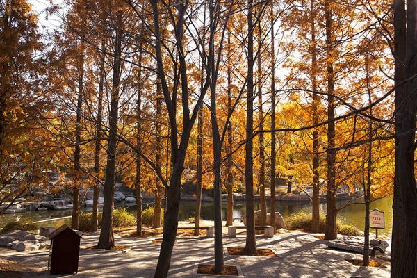 水杉树市场价格多少钱一棵(5公分、12公分、15公分) 水杉盆景怎么养