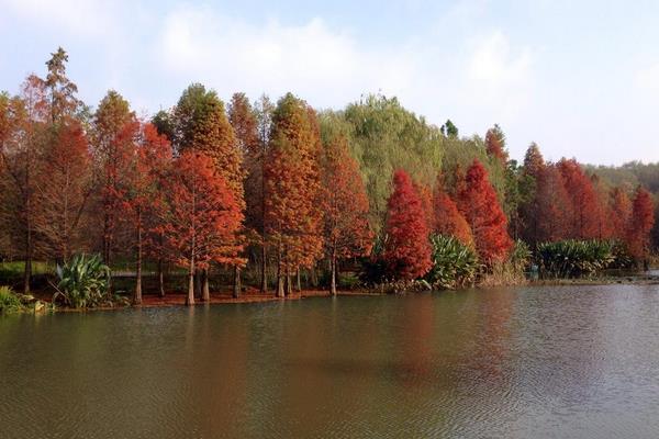 水杉树市场价格多少钱一棵(5公分、12公分、15公分) 水杉盆景怎么养