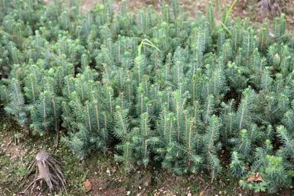 水杉树市场价格多少钱一棵(5公分、12公分、15公分) 水杉盆景怎么养