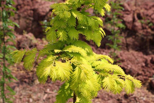 水杉树市场价格多少钱一棵(5公分、12公分、15公分) 水杉盆景怎么养
