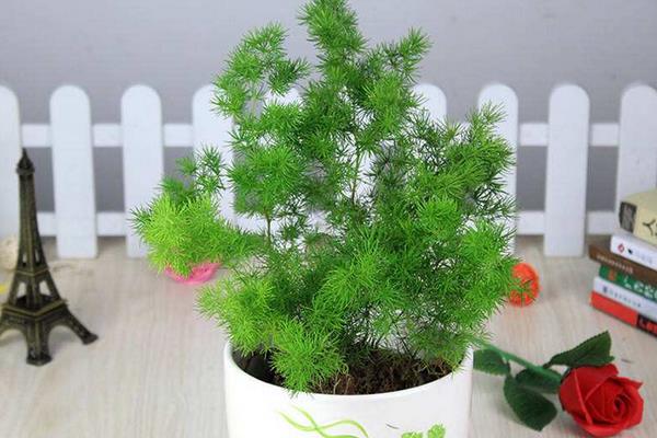 家庭养蓬莱松好吗 养蓬莱松对风水的作用(如何摆放)