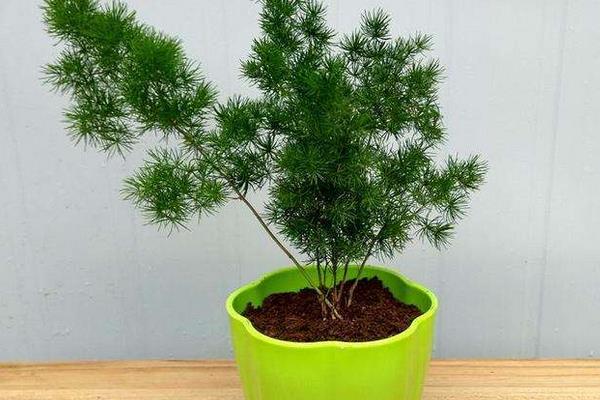 家庭养蓬莱松好吗 养蓬莱松对风水的作用(如何摆放)