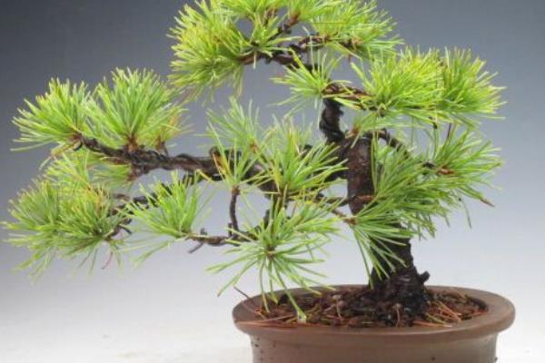 家庭养蓬莱松好吗 养蓬莱松对风水的作用(如何摆放)