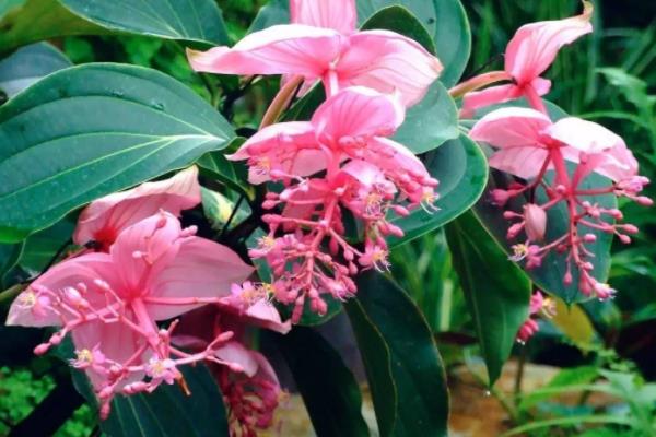 宝莲灯花有毒吗 宝莲灯花能放在室内卧室吗