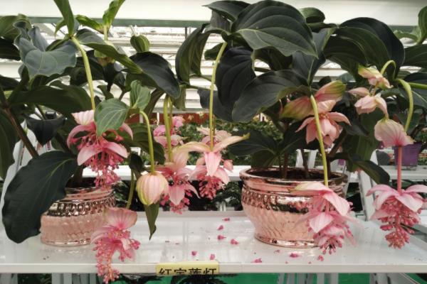 宝莲灯花有毒吗 宝莲灯花能放在室内卧室吗