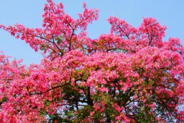 美丽异木棉什么时候开花（花期是几月） 美丽异木棉花型-