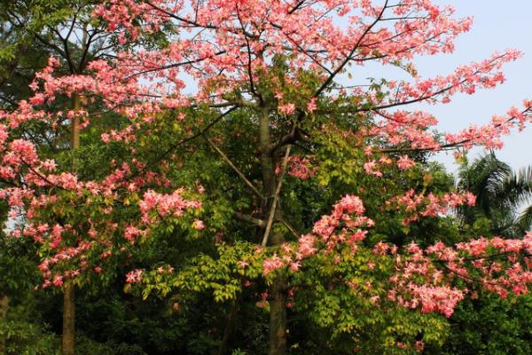 美丽异木棉什么时候开花(花期是几月) 美丽异木棉花型-