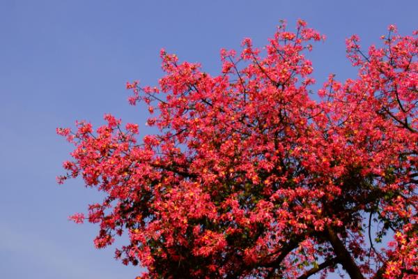 美丽异木棉什么时候开花(花期是几月) 美丽异木棉花型-