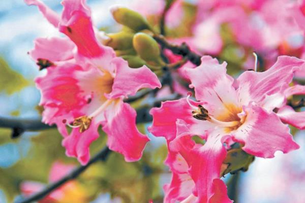 美丽异木棉什么时候开花(花期是几月) 美丽异木棉花型-