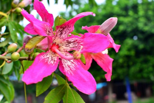 美丽异木棉什么时候开花(花期是几月) 美丽异木棉花型-