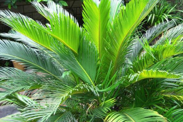 苏铁树怎么养  苏铁树养殖方法与注意事项