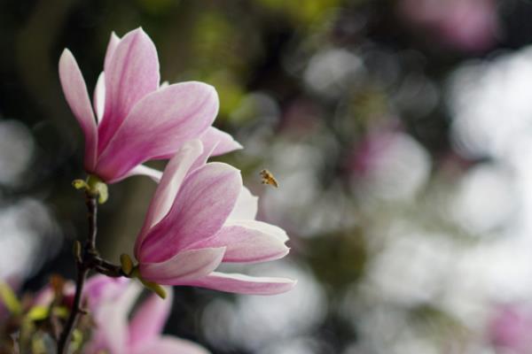 紫玉兰市场价格多少钱一棵(8公分、10公分、15公分等) 紫玉兰的经济价值有哪些