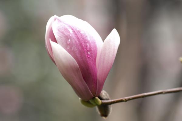 紫玉兰市场价格多少钱一棵(8公分、10公分、15公分等) 紫玉兰的经济价值有哪些