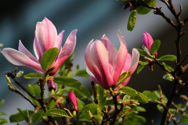 紫玉兰市场价格多少钱一棵(8公分、10公分、15公分等) 紫玉兰的经济价值有哪些