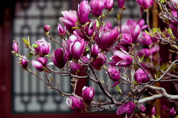 紫玉兰市场价格多少钱一棵(8公分、10公分、15公分等) 紫玉兰的经济价值有哪些