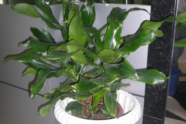 螺纹铁怎么浇水(多久浇一次) 螺纹铁怎么施肥