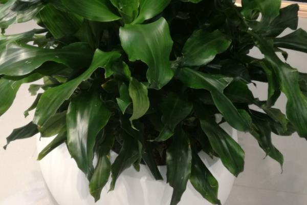 螺纹铁怎么浇水(多久浇一次) 螺纹铁怎么施肥