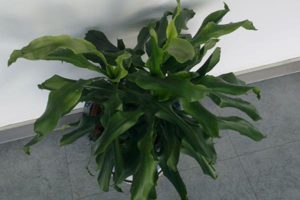 螺纹铁怎么浇水(多久浇一次) 螺纹铁怎么施肥