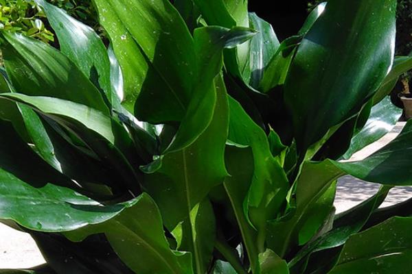 螺纹铁怎么浇水(多久浇一次) 螺纹铁怎么施肥