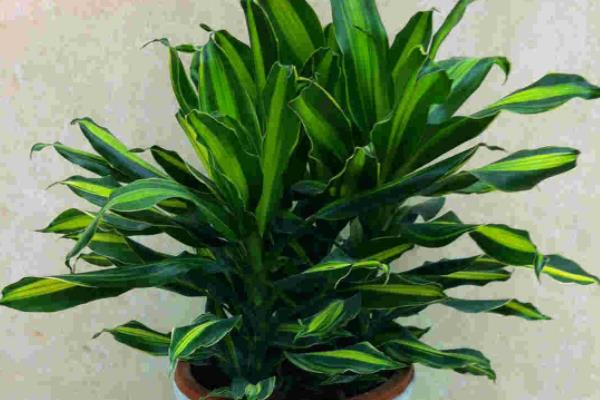 螺纹铁怎么浇水(多久浇一次) 螺纹铁怎么施肥