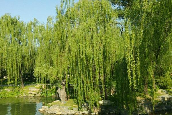 垂柳和旱柳的区别是什么 垂柳繁殖的方法