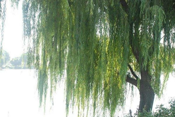 垂柳和旱柳的区别是什么 垂柳繁殖的方法